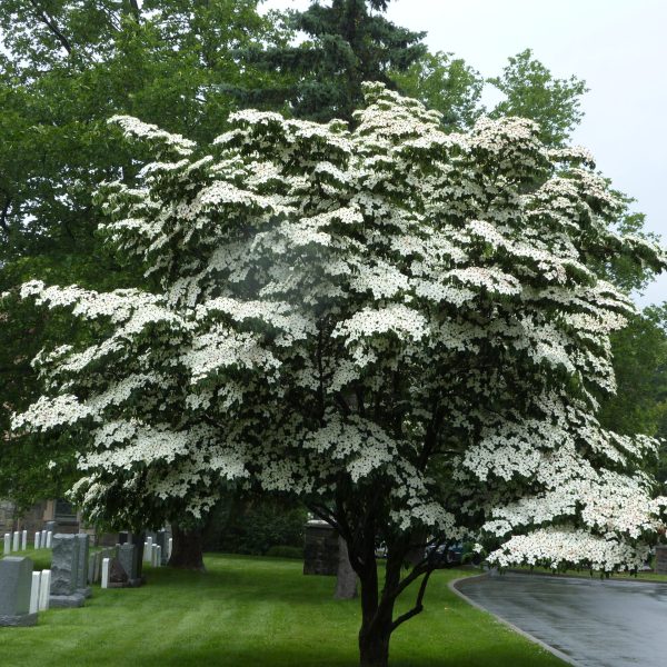 Dogwood Tree on WP Campus